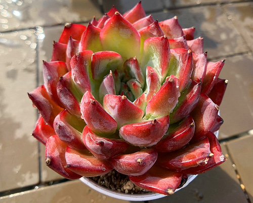 118754c8c12278e49cc53ca32e01bd