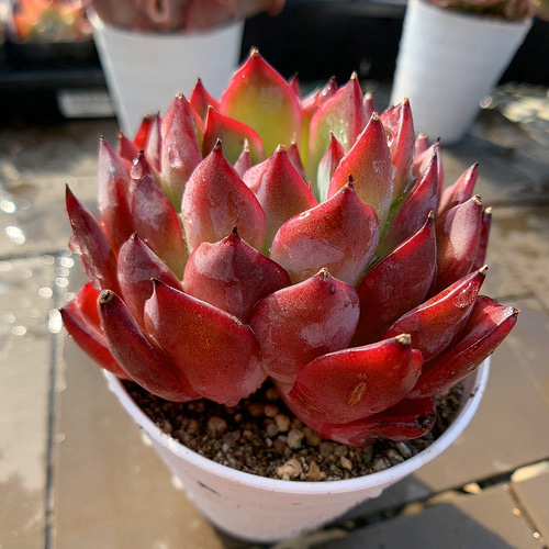 農園直売 多肉植物 寄せ植え エケベリア属 チェリー（単）大 観葉植物