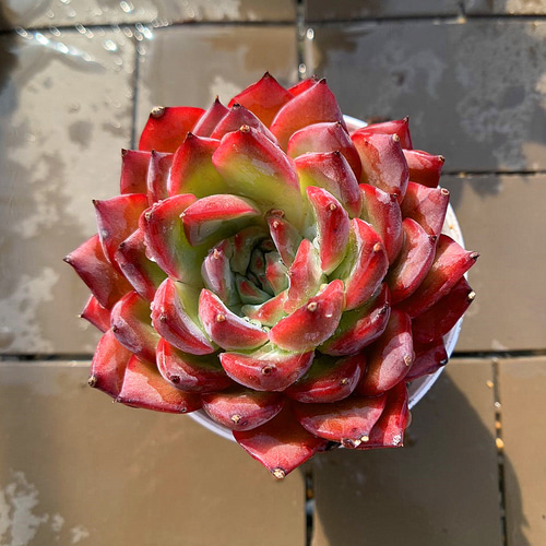 農園直売 多肉植物 寄せ植え エケベリア属 チェリー（単）大 観葉植物