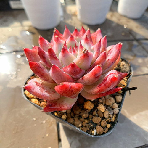 農園直売 多肉植物 寄せ植え エケベリア属 ダイヤモンドベラ（単