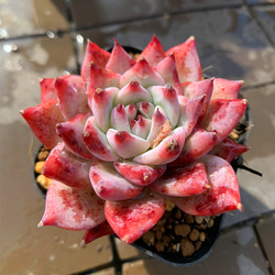 農園直売 多肉植物 寄せ植え エケベリア属 ダイヤモンドベラ（単