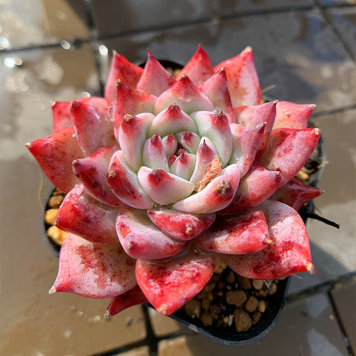 農園直売 多肉植物 寄せ植え エケベリア属 ダイヤモンドベラ（単