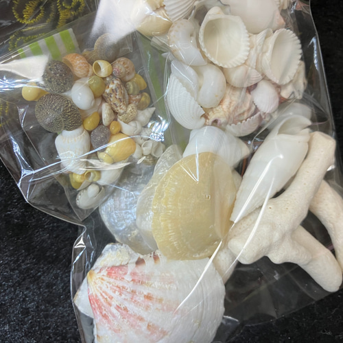 貝殻・サンゴのセット その他インテリア雑貨 blowmam 通販