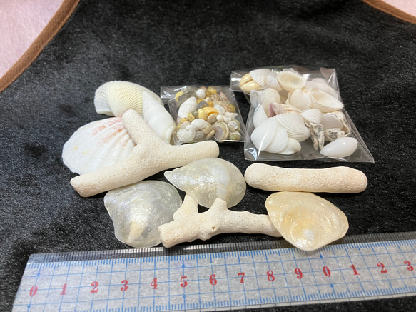 サンゴと貝殻のセット 20点以上 貝殻・サンゴのセット その他インテリア雑貨 blowmam 通販