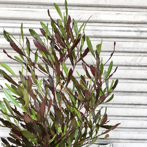 希少 花芽あり 大株 ドドナエア プルプレア その他インテリア雑貨 