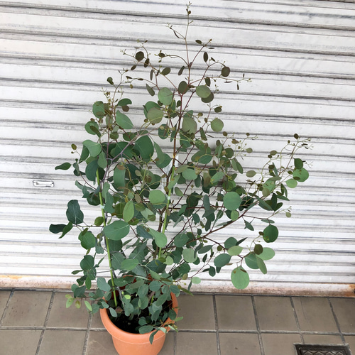 株立ち 大株 ユーカリ ポポラス その他インテリア雑貨 PLANTS SHOP
