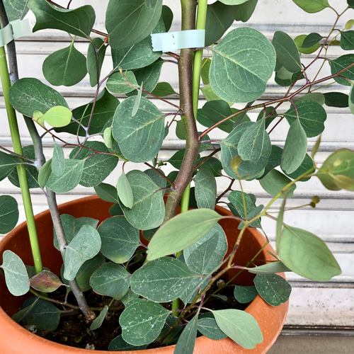 株立ち 大株 ユーカリ ポポラス その他インテリア雑貨 PLANTS SHOP
