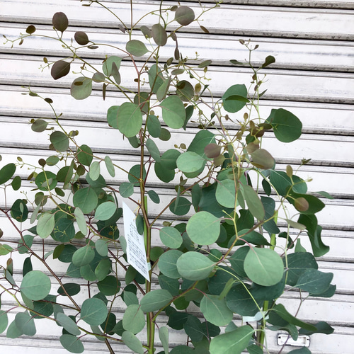 株立ち 大株 ユーカリ ポポラス その他インテリア雑貨 PLANTS SHOP