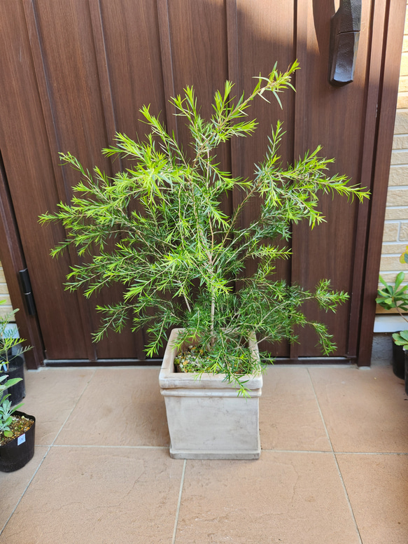 再販♡ブラックティーツリー テラコッタ鉢植え 苗 盆栽 fleurir