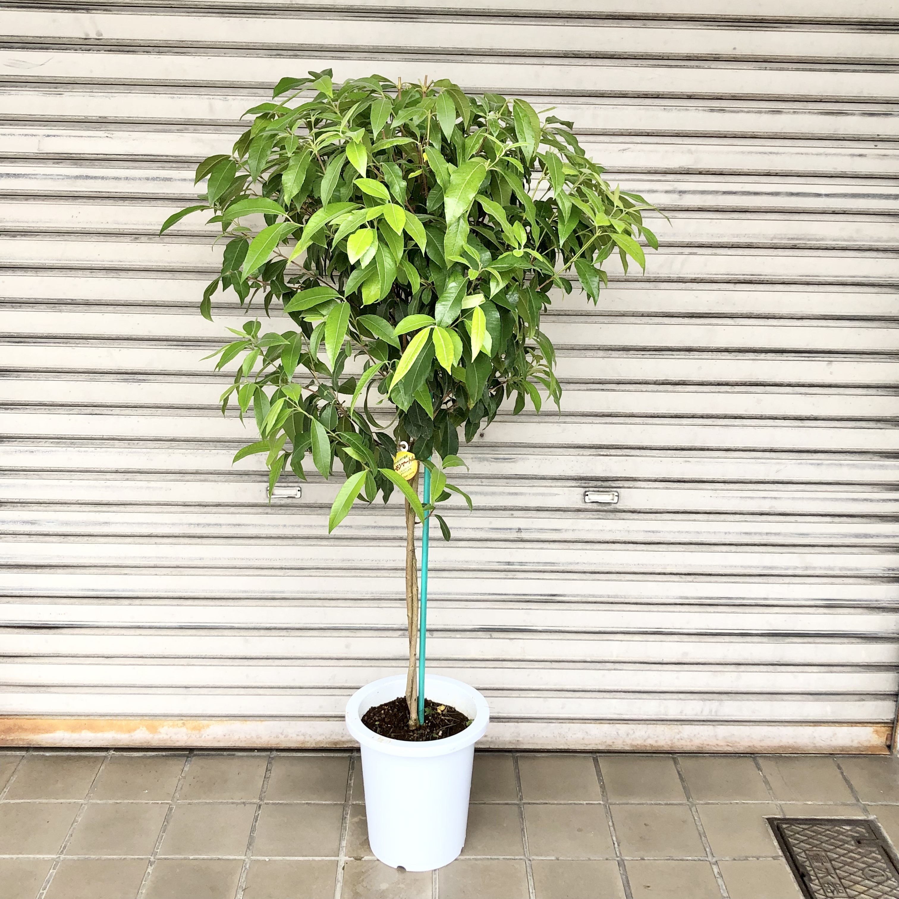 光触媒 人工観葉植物 ウォールグリーン フェイクグリーン レモンの木1