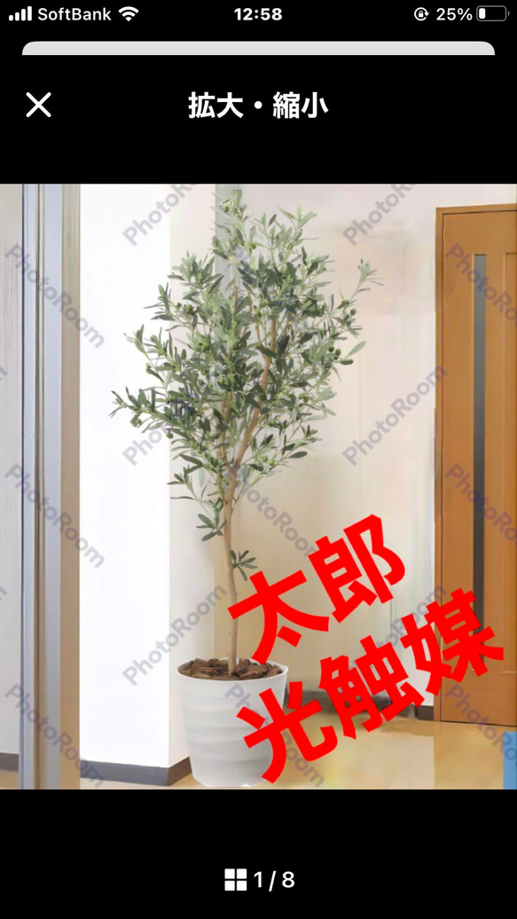 光触媒　人工観葉植物　ウォールグリーン　フェイクグリーン　オリーブカラテア120 光触媒 人工観葉植物 ウォールグリーン フェイクグリーン
