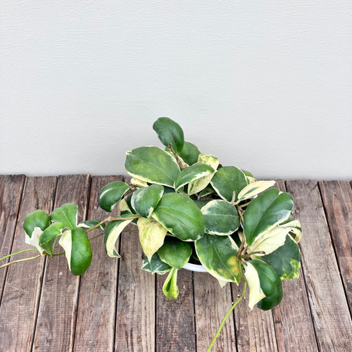 希少ホヤ＊インクラサッタ＊アルボマギナータ＊斑入り＊観葉植物