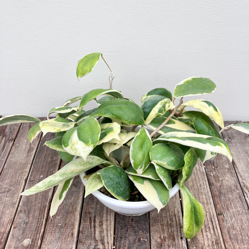 希少　ホヤ　インクラサッタ 希少ホヤ＊インクラサッタ＊アルボマギナータ＊斑入り＊観葉植物