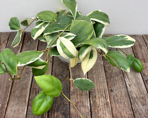 希少ホヤ＊インクラサッタ＊アルボマギナータ＊斑入り＊観葉植物