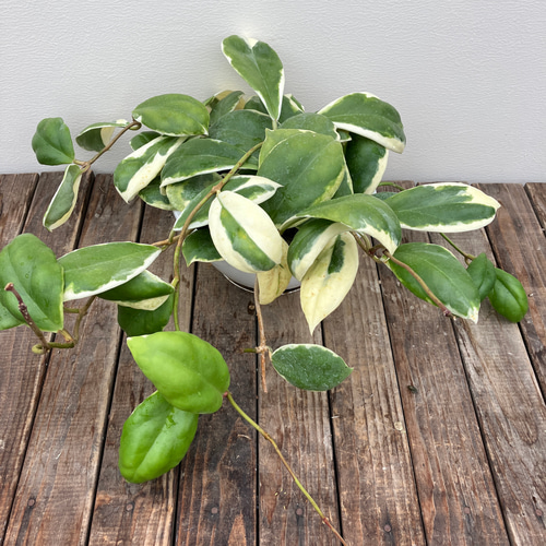 40 ホヤ　マチルダ　内斑入り 16 ホヤ マチルダ斑入り 内斑 激レア mathilde variegated