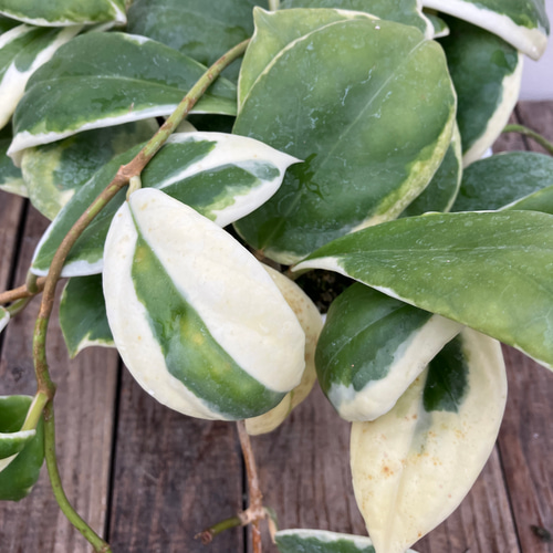 希少ホヤ＊インクラサッタ＊アルボマギナータ＊斑入り＊観葉植物