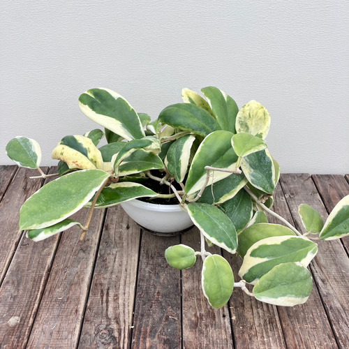 希少ホヤ＊インクラサッタ＊アルボマギナータ＊斑入り＊観葉植物