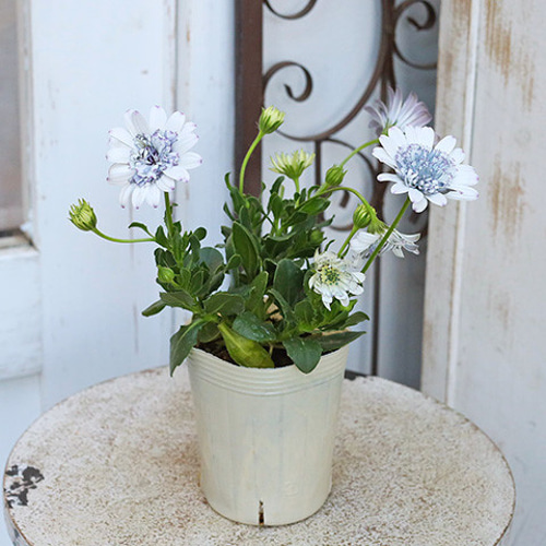 花苗 八重咲き オステオスペルマム キャンディブルーグレー 3号 多年草