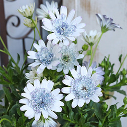 花苗 八重咲き オステオスペルマム キャンディブルーグレー 3号 多年草