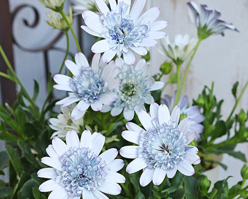 9fb78d5ac6e817d5dc9d2978e02293