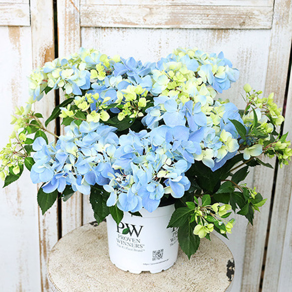 鉢花 PW アジサイ ラグランジア クリスタルヴェール２ 5号ポット 母の日 ブルー 丈夫 育てやすい プレゼント 4枚目の画像