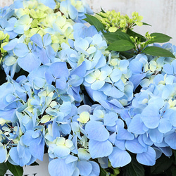 鉢花 PW アジサイ ラグランジア クリスタルヴェール２ 5号ポット 母の日 ブルー 丈夫 育てやすい プレゼント 6枚目の画像