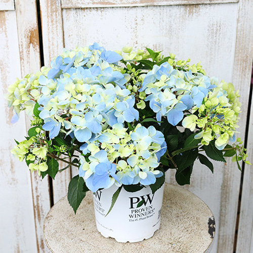 鉢花 PW アジサイ ラグランジア クリスタルヴェール2 5号 紫陽花