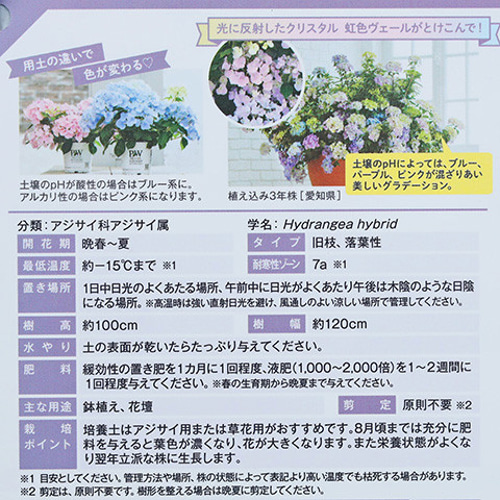 鉢花 PW アジサイ ラグランジア クリスタルヴェール2 5号 紫陽花