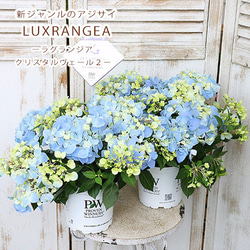 鉢花 PW アジサイ ラグランジア クリスタルヴェール２ 5号ポット 母の日 ブルー 丈夫 育てやすい プレゼント 1枚目の画像