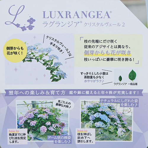 鉢花 PW アジサイ ラグランジア クリスタルヴェール2 5号 ブルー 毎年