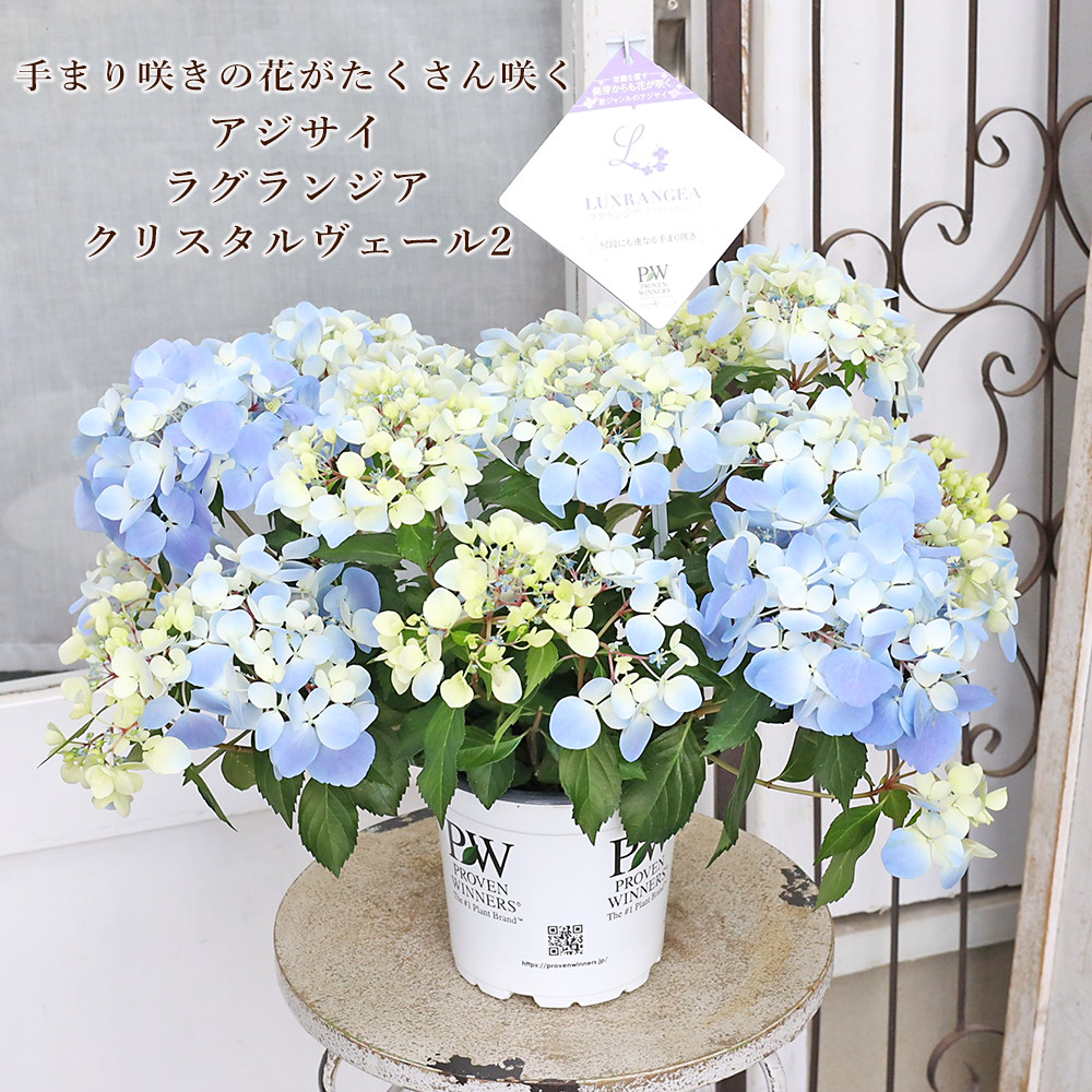 鉢花 PW アジサイ ラグランジア クリスタルヴェール2 5号 ブルー 毎年