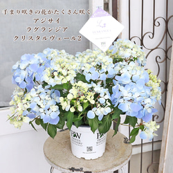 鉢花 アジサイ マジカルレボリューション 4号 紫陽花 ブルー ピンク