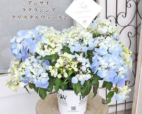 鉢花 PW アジサイ ラグランジア クリスタルヴェール2 5号 ブルー 毎年