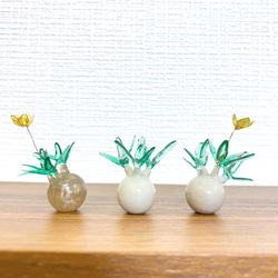 まんまる塊根植物】花咲き パキポディウム グラキリス (小サイズ