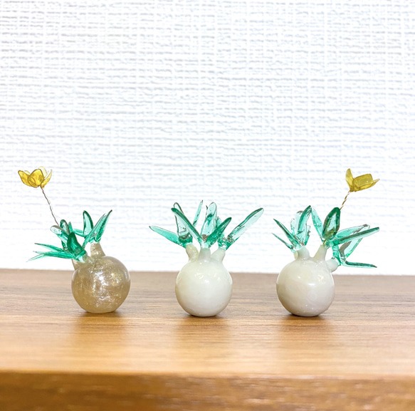 まんまる塊根植物】花咲き パキポディウム グラキリス (小サイズ まんまる塊根植物】花咲き パキポディウム グラキリス (小サイズ
