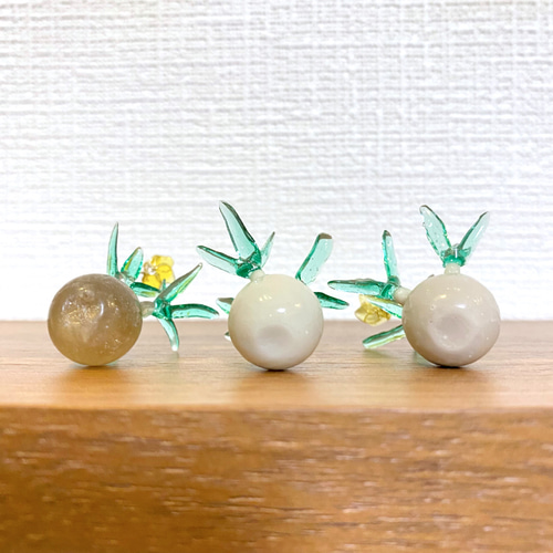 まんまる塊根植物】花咲き パキポディウム グラキリス (小サイズ