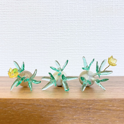 まんまる塊根植物】花咲き パキポディウム グラキリス (小サイズ