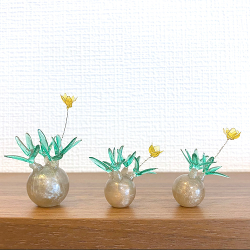 まんまる塊根植物】花咲き パキポディウム グラキリス (小サイズ