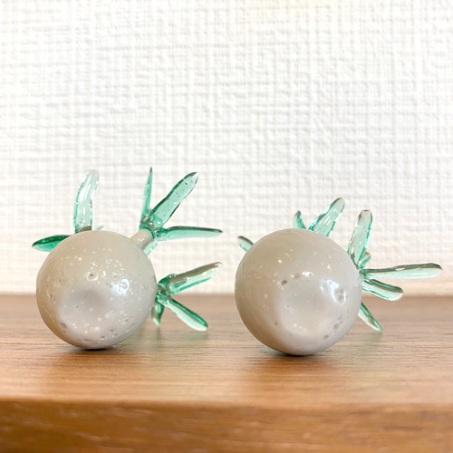 まんまる塊根植物】花咲き パキポディウム グラキリス (中サイズ まんまる塊根植物】花咲き パキポディウム グラキリス (中サイズ