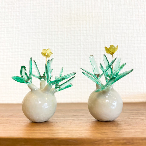 グラキリス　バリエム　まんまる　緑肌 パキポディウムグラキリス 大型株まん丸短枝の緑肌 - メルカリ