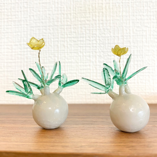 ピ*コ様 グラキリス　発根管理中　まんまる　カチカチ 発根済 奇形丸 グラキリス BG-181 × S.N.Pot 