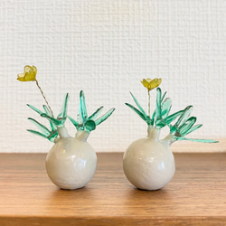 パキポディウム☆グラキリス　まん丸かちかちボディ　【花芽あり】 3514b09846e55df611fc25aebe77cb