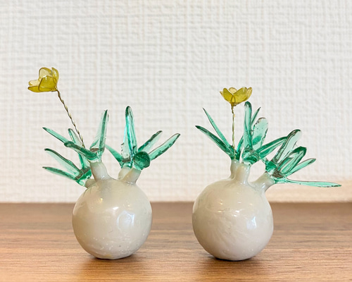 まんまる塊根植物】花咲き パキポディウム グラキリス (中サイズ まんまる塊根植物】花咲き パキポディウム グラキリス (中サイズ