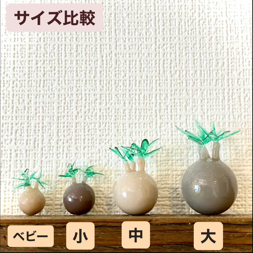 グラキリス VALIEMバリエム鉢付 まん丸 食いつく
