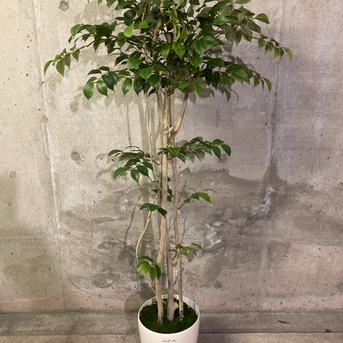 光触媒　人工観葉植物　ウォールグリーン　フェイクグリーン　２色エバーフレッシュA 光触媒 人工観葉植物 ウォールグリーン フェイクグリーン