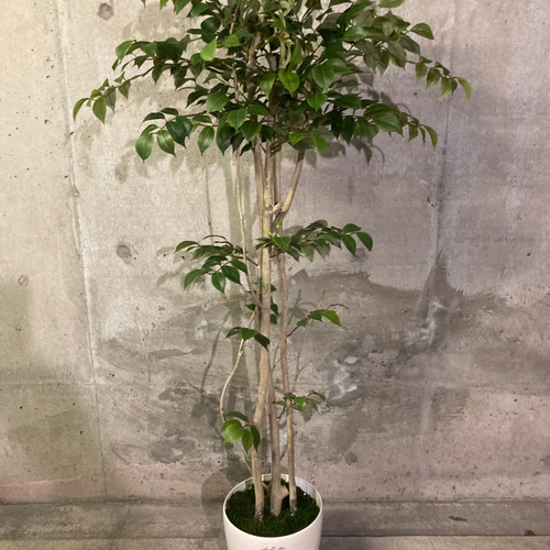 光触媒　人工観葉植物　ウォールグリーン　フェイクグリーン　エバーフレッシュ1.0 光触媒 人工観葉植物 ウォールグリーン フェイクグリーン