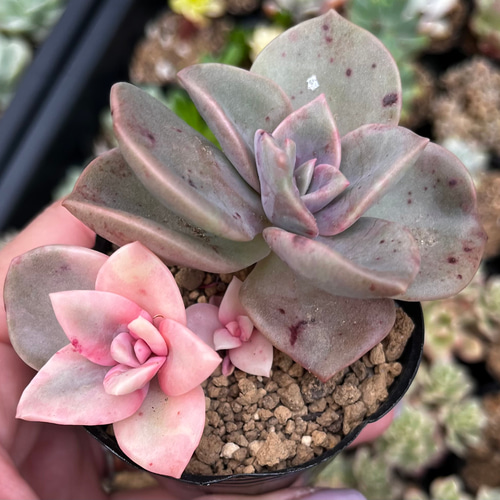 SOLD バイネシー錦 厳選韓国苗 多肉 抜き苗 ネームタグ付き 多肉植物