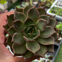 SOLD シャインブライト 厳選韓国苗 名前付き 多肉植物 〜Green〜多肉畑