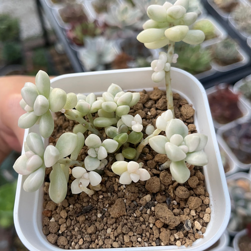 SOLD だるま姫秀麗錦 厳選韓国苗 多肉 抜き苗 ネームタグ付き 多肉植物