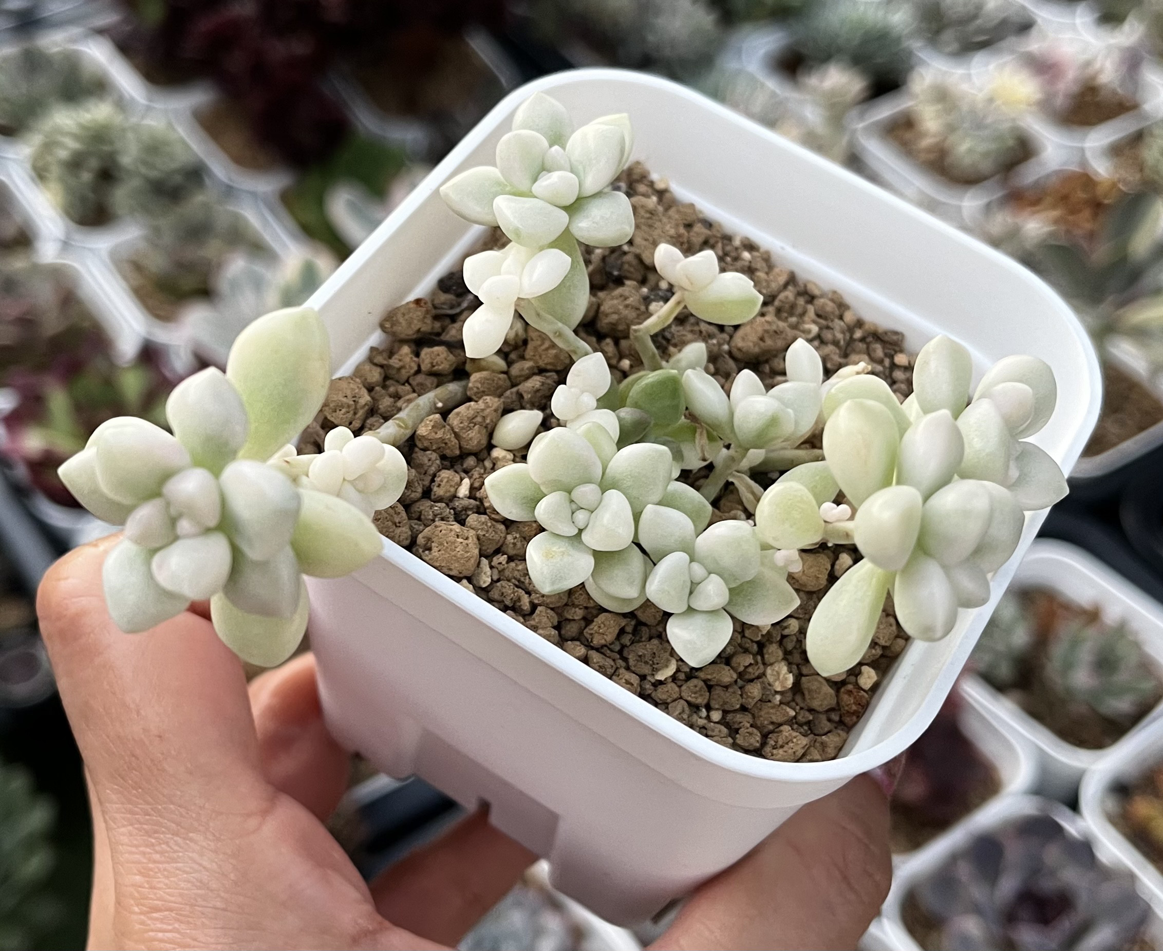 SOLD だるま姫秀麗錦 厳選韓国苗 多肉 抜き苗 ネームタグ付き